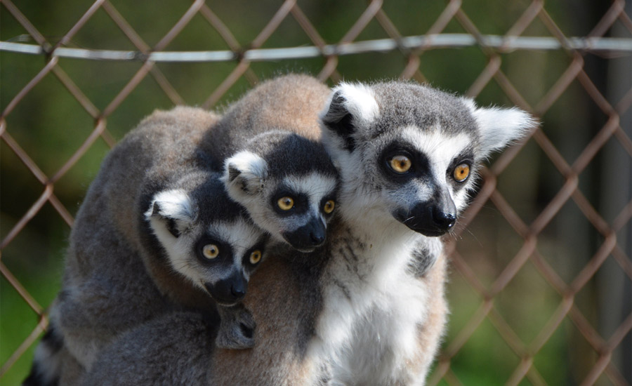 Der Salzburger Zoo im Schlosspark von Schloss Hellbrunn.