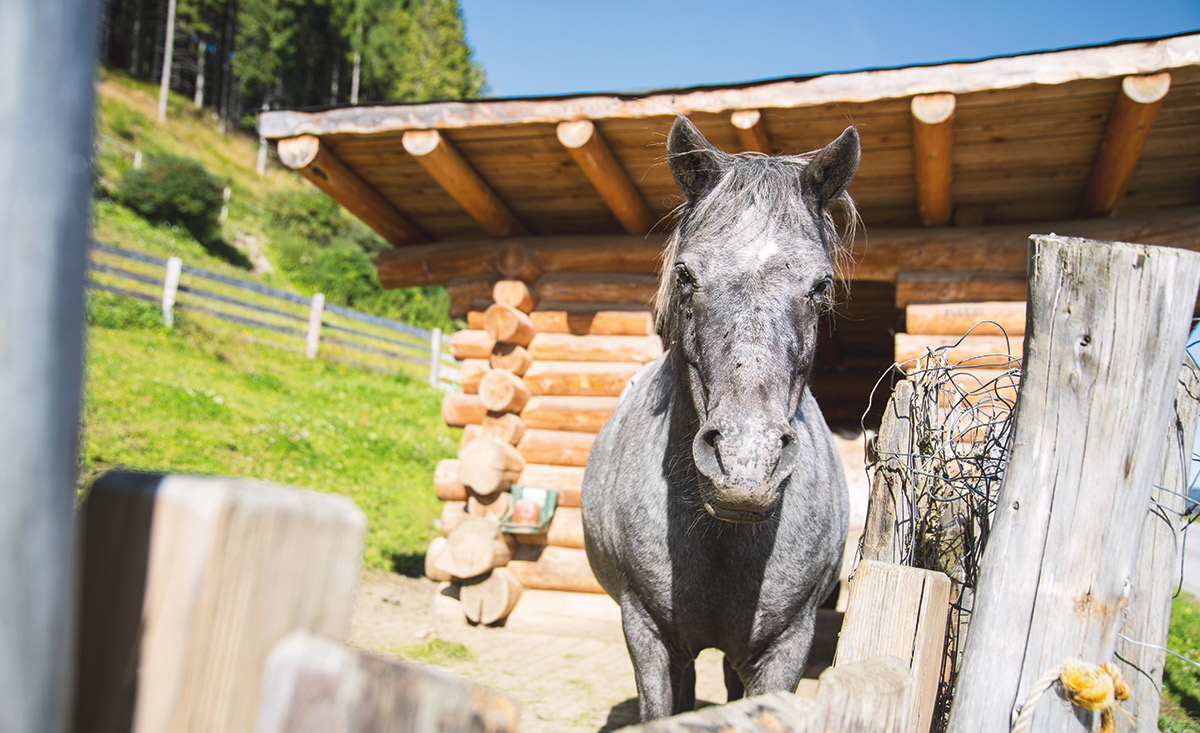Familienurlaub im Almhotel Edelweiss